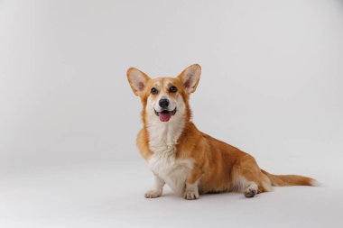 Sevimli Corgi beyaz arka planda oturuyor ve neşeli bir merakla yukarı bakıyor. Yüksek kalite fotoğraf