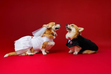 Büyüleyici bir Corgi çifti, düğün kıyafetleri içinde, canlı kırmızı bir zeminde neşeli havlamalarını paylaşıyorlar. Yüksek kalite fotoğraf