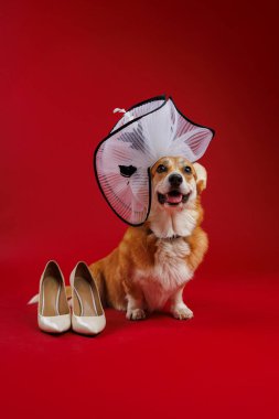 Corgi kırmızı bir arka planda bej topuklu şık beyaz bir şapka giymişti. En iyi haliyle oyuncu bir zarafeti vardı. Yüksek kalite fotoğraf