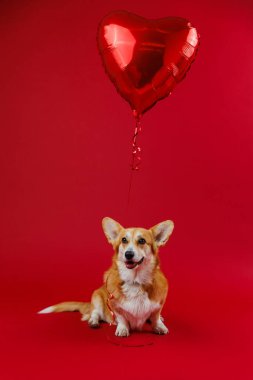 Kırmızı arka planda kalp balonu olan Corgi, Sevgililer Günü ve aşk temalı tasarımlar için mükemmel. Yüksek kalite fotoğraf
