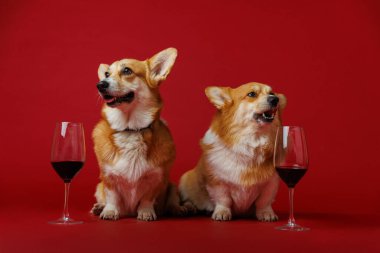 Sofistike korgisler canlı kırmızı bir fon üzerinde şarap, kahkaha ve cazibe ile bir anı paylaşıyorlar. Yüksek kalite fotoğraf