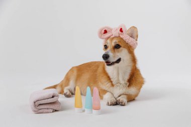 Havlu ve saç bandıyla şirin bir köpek, evcil hayvanlar için güzellik ürünleriyle spa günü için hazır. Yüksek kalite fotoğraf