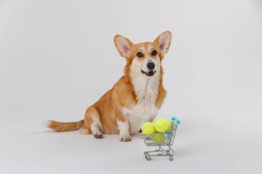 Corgi dog relaxing with tennis balls in a shopping cart, playful and ready for fun. High quality photo clipart