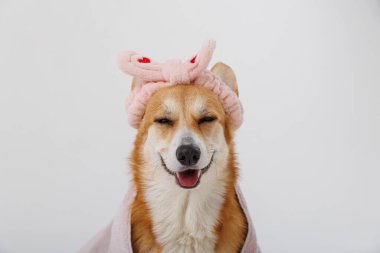 Havlu ve saç bandı takmış sevimli bir köpek, spa tedavisinden sonra rahat ve mutlu görünüyor. Yüksek kalite fotoğraf