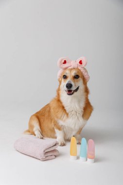 Havlu ve saç bandıyla şirin bir köpek, evcil hayvanlar için güzellik ürünleriyle spa günü için hazır. Yüksek kalite fotoğraf