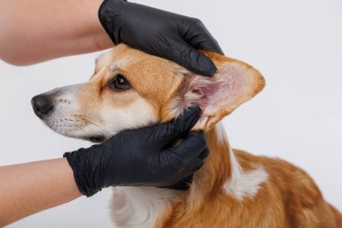 Veteriner muayenesi sırasında siyah eldivenli bir köpeğin kulağını tımar etmek. Yüksek kalite fotoğraf
