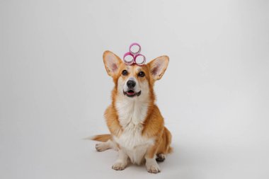 Pembe saç silindirleri giyen çekici bir Corgi, somutlaştırıcı bir eğlence ve şık bir evcil hayvan tımarlama havası. Yüksek kalite fotoğraf