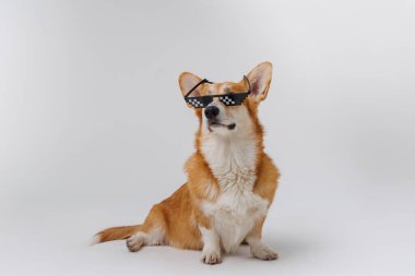 Pikselleştirilmiş güneş gözlüğü takan şık bir Corgi köpeği, havalı ve kendinden emin görünüyor. Yüksek kalite fotoğraf