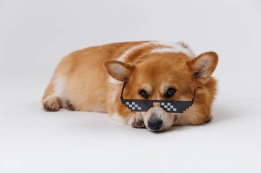 Cool corgi dog wearing pixelated sunglasses, relaxing and looking stylish. High quality photo clipart