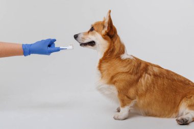 Corgi Dog 'un dişlerini mavi eldivenli biri fırçaladı, evcil hayvanlara diş bakımı yaptırdı. Yüksek kalite fotoğraf