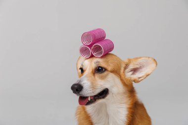 Pembe saçlı neşeli corgi sosislisi, eğlenceli ve şık bir hayvan bakım konsepti. Yüksek kalite fotoğraf