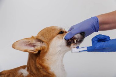 Corgi Dog 'un dişlerini mavi eldivenli biri fırçaladı, evcil hayvanlara diş bakımı yaptırdı. Yüksek kalite fotoğraf