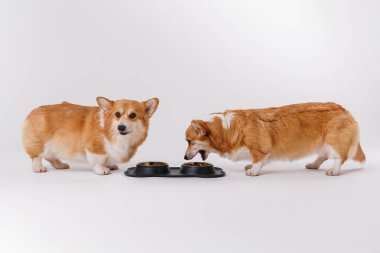 İki sevimli corgi köpeği birlikte yemek yiyorlar, arkadaşlık ve evcil hayvan bakım anlarını vurguluyorlar. Yüksek kalite fotoğraf