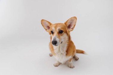 Corgi coşkuyla bir ödül bekliyor, beyaz bir arka planda neşe ve beklenti sergiliyor. Yüksek kalite fotoğraf