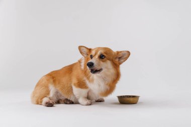 Tapılası Corgi yemek kasesine bakıyor, yemek zamanını bekliyor. Mükemmel evcil hayvan fotoğrafçılığı anı. Yüksek kalite fotoğraf