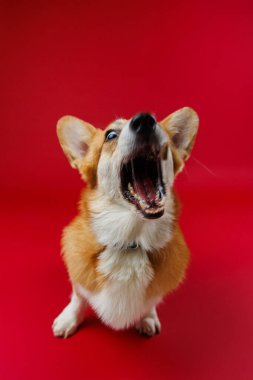 Corgi canlı kırmızı bir arka planla havlayarak neşeli bir enerji ve ifade anı yakalıyor. Yüksek kalite fotoğraf