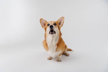 Corgi coşkuyla bir ödül bekliyor, beyaz bir arka planda neşe ve beklenti sergiliyor. Yüksek kalite fotoğraf