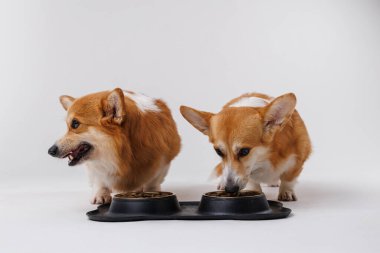 İki Corgi köpeği birlikte yemek yiyorlar, evcil hayvan bakımı ve arkadaşlığın özünü yakalıyorlar. Yüksek kalite fotoğraf