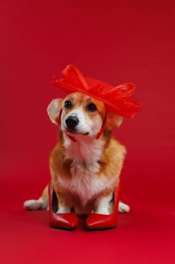 Büyük boy kırmızı şapkalı ve topuklu şık bir Corgi, cesur kırmızı arka planda neşeli bir moda anı. Yüksek kalite fotoğraf