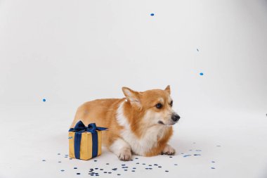 Corgi dog sitting with a gift box and confetti, perfect for celebrations and holidays. High quality photo clipart