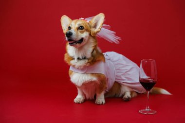 Şarap kadehiyle göz kamaştırıcı bir Corgi gelini, canlı kırmızı bir arka planda kutlama yapıyor. Yüksek kalite fotoğraf