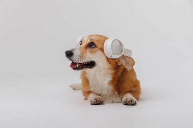 Stylish corgi in headphones enjoying tunes, a perfect blend of tech and cuteness. High quality photo clipart