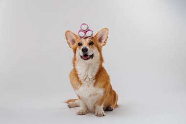 Pembe saç silindirli şık bir Corgi stüdyo ortamında neşeli bir evcil hayvan tımar anı sergiliyor. Yüksek kalite fotoğraf