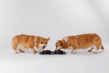 İki Corgi, ortak bir kâsede yemek yiyorlar. Evcil hayvan dostluğu ve günlük hayatı sergiliyorlar. Yüksek kalite fotoğraf