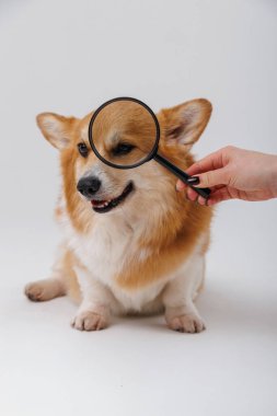 Corgi dog being examined with a magnifying glass focused on its ear, curious expression. High quality photo clipart