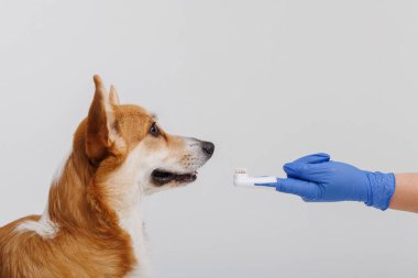 Corgi köpeği mavi eldivenli biri tarafından diş fırçasıyla dişlerini fırçalıyor. Yüksek kalite fotoğraf
