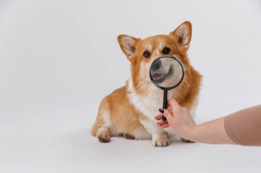 Corgi dog with a magnifying glass, examining its face with a curious and playful expression. High quality photo clipart