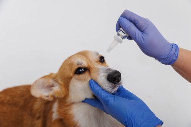 Corgi köpeği mavi eldiven giyen birinden göz damlası tedavisi görüyor. Yüksek kalite fotoğraf