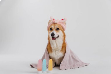 Havlu ve saç bandıyla şirin bir köpek, evcil hayvanlar için güzellik ürünleriyle spa günü için hazır. Yüksek kalite fotoğraf