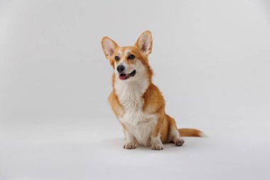 Happy Corgi beyaz arka planda poz veriyor. Stok fotoğrafçılığı için cazibe ve sevimlilik saçıyor. Yüksek kalite fotoğraf