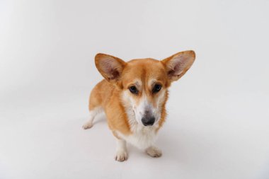 Corgi coşkuyla bir ödül bekliyor, beyaz bir arka planda neşe ve beklenti sergiliyor. Yüksek kalite fotoğraf