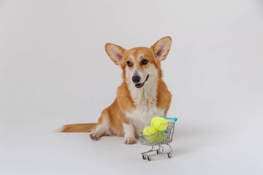 Corgi dog with tennis balls in a shopping cart, ready for a playful game. High quality photo clipart