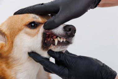 Sağlık kontrolü sırasında bir köpeğin dişlerini ve ağzını inceleyen veteriner. Yüksek kalite fotoğraf