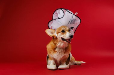 Corgi kırmızı bir arka planda bej topuklu şık beyaz bir şapka giymişti. En iyi haliyle oyuncu bir zarafeti vardı. Yüksek kalite fotoğraf