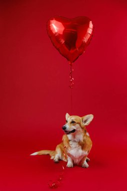 Kırmızı kalp balonuyla tapılası Corgi, canlı kırmızı bir arkaplanda aşkı ve neşeyi simgeliyor. Yüksek kalite fotoğraf