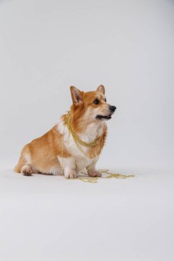 Charming corgi in a Harry Potter-inspired scarf, perfect for magical and whimsical themes. High quality photo clipart