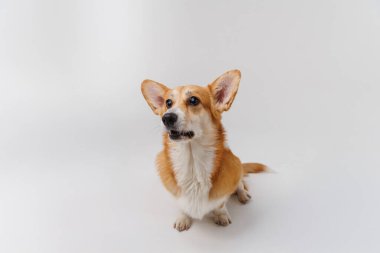 Corgi coşkuyla bir ödül bekliyor, beyaz bir arka planda neşe ve beklenti sergiliyor. Yüksek kalite fotoğraf