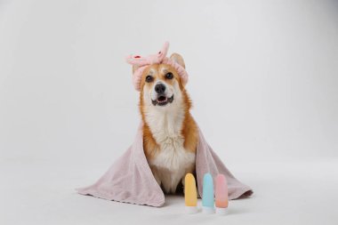 Saç bandıyla havluya sarılı sevimli bir köpek güzellik ürünleriyle dolu bir spa gününe hazır. Yüksek kalite fotoğraf