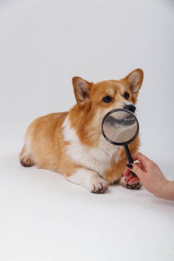 Corgi dog being examined with a magnifying glass focused on its ear, curious expression. High quality photo clipart