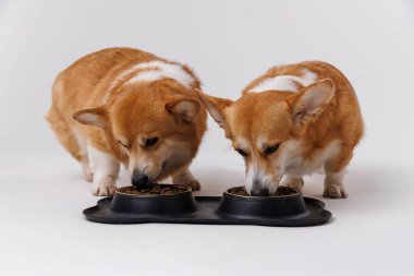 İki sevimli corgi köpeği birlikte yemek yiyorlar, arkadaşlık ve evcil hayvan bakım anlarını vurguluyorlar. Yüksek kalite fotoğraf