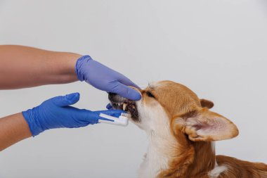 Corgi köpeğinin dişleri mavi eldivenli biri tarafından fırçalanmak üzere. Yüksek kalite fotoğraf