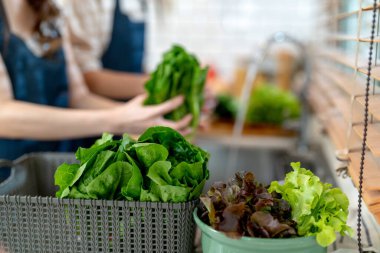 Ellerinizi kapayın ve sağlıklı yiyecekleri sebzelerle hazırlayın. Yerel ürünlerden ve malzemelerden elde edilen temiz diyet gıdaları taze taze pazardır..