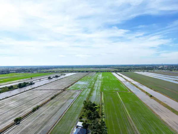 Uitzicht Vanuit Lucht Het Groene Landschap Van Veel Landbouwvelden Met — Stockfoto