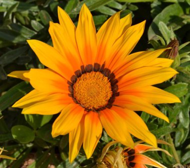 Güzel botanik çekimi, sarı çiçekler.