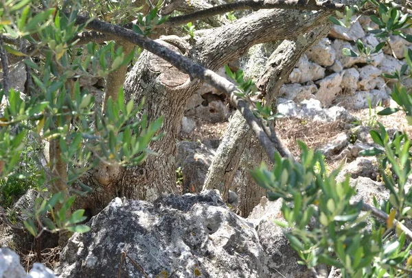 Bahçedeki zeytin ağaçları 