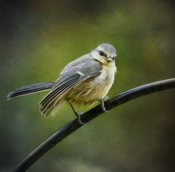 Baby Blue Tit Waiting Fed — Foto Stock